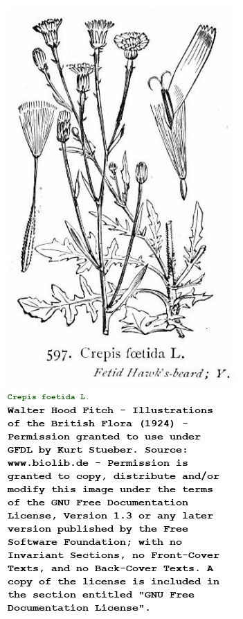Crepis foetida L.